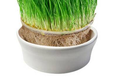 pěstování mladých trav