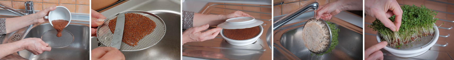 klíčení řeřichy